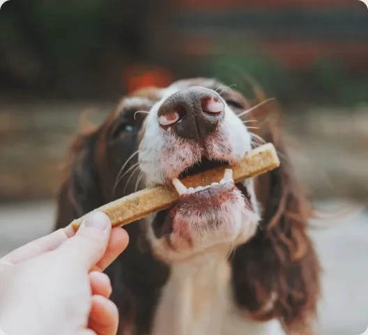 Image (Hund mit Kausnack)